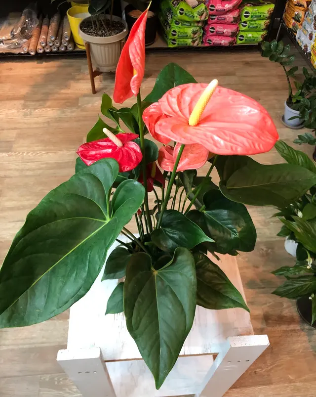 Houseplants and Plant Essentials — photo from the business 2