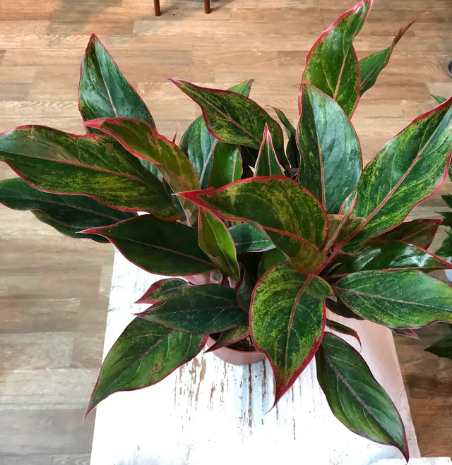 Houseplants and Plant Essentials — photo from the business 9