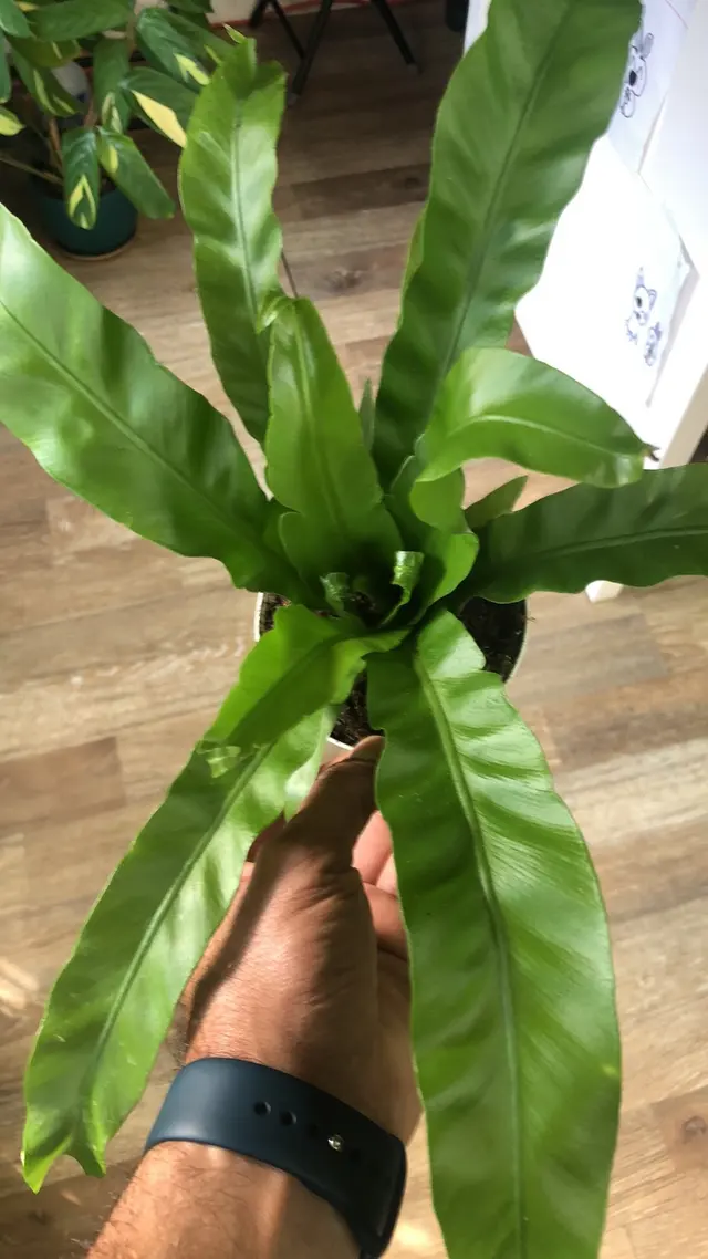Houseplants and Plant Essentials — photo from the business 11