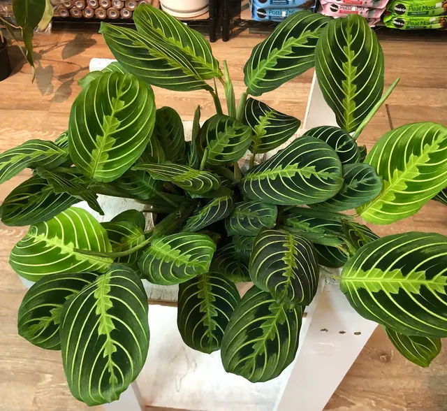 Houseplants and Plant Essentials — photo from the business 12