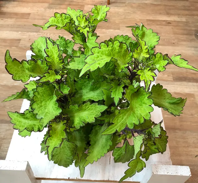 Houseplants and Plant Essentials — photo from the business 6