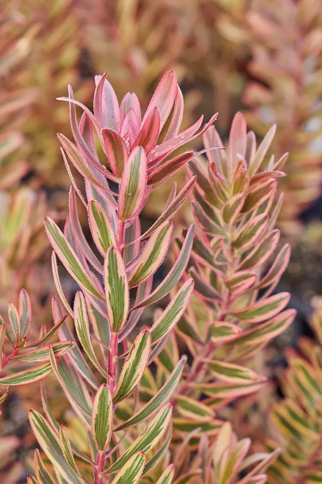 Flora Grubb Gardens Plant Nursery — photo from the business 6