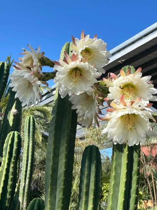 Flora Grubb Gardens Plant Nursery — photo from the business 4