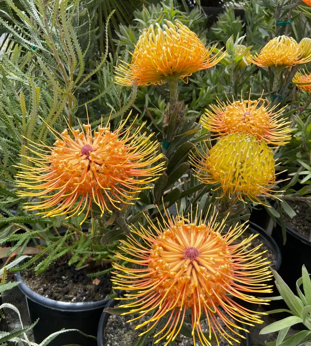 Flora Grubb Gardens Plant Nursery — photo from the business 8
