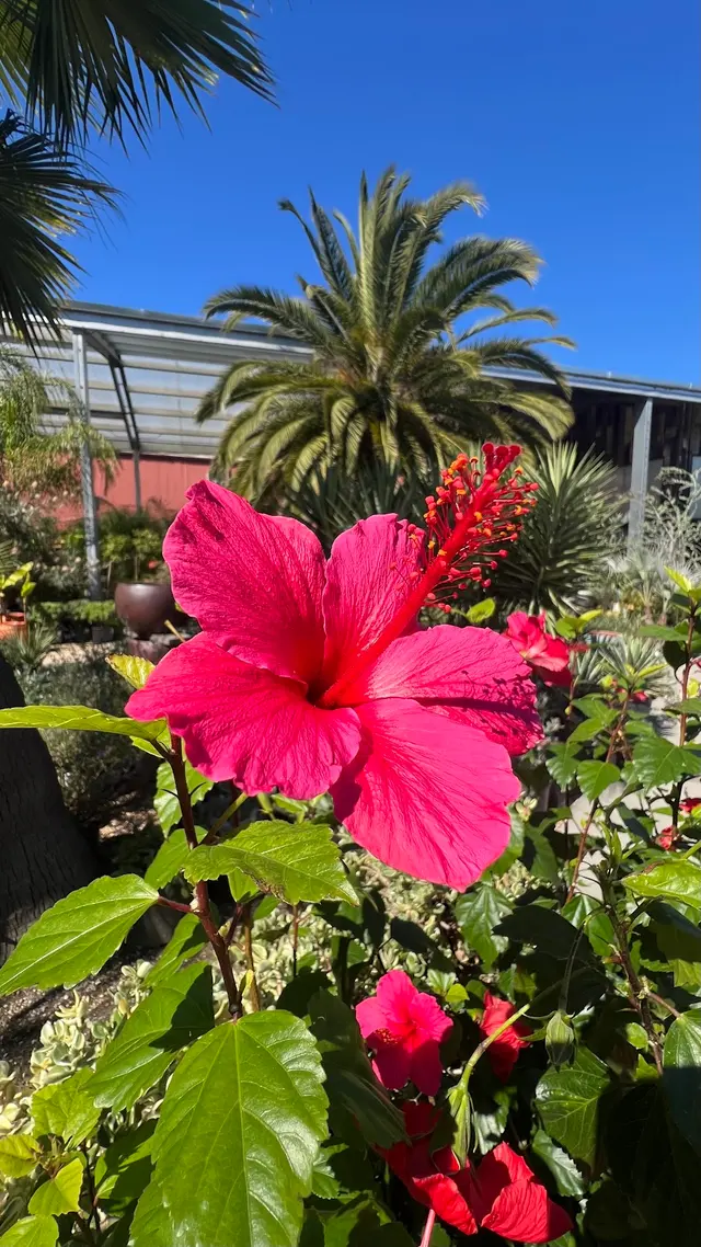Flora Grubb Gardens Plant Nursery — photo from the business 10
