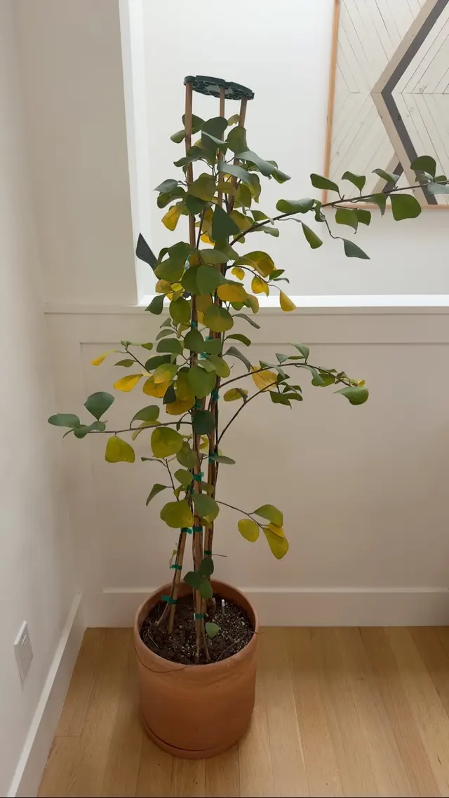 Clement Nursery — customer photo 6