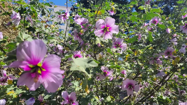 Customer photo of work by Garden for the Environment, from Paul Peraino's review