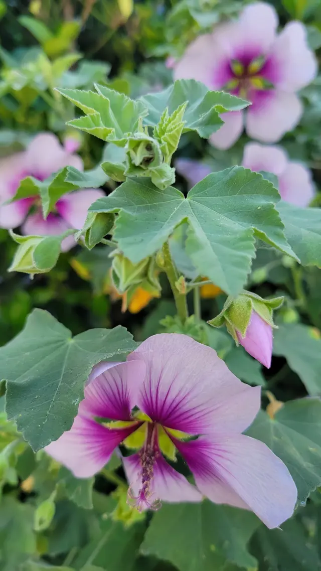 Garden for the Environment — customer photo 12