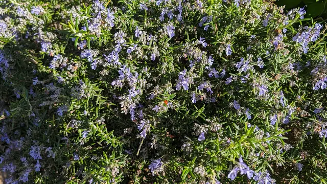 Customer photo of work by Garden for the Environment, from Danielle Deibler's review