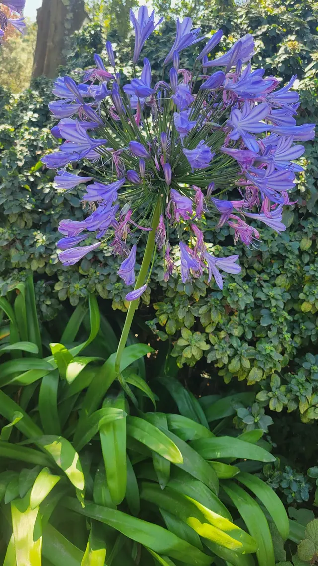 Customer photo of work by Garden for the Environment, from Paul Peraino's review