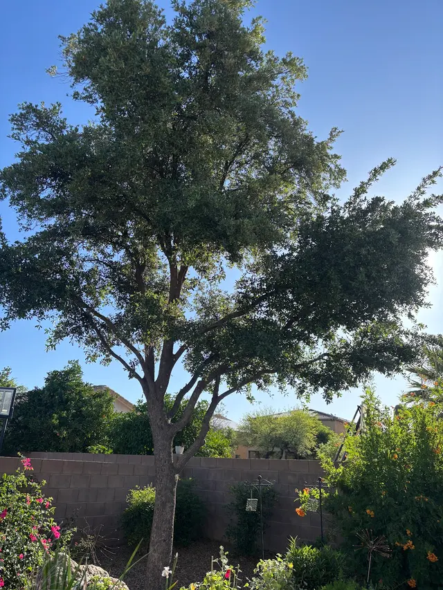 Q&T Tree Services — customer photo 2