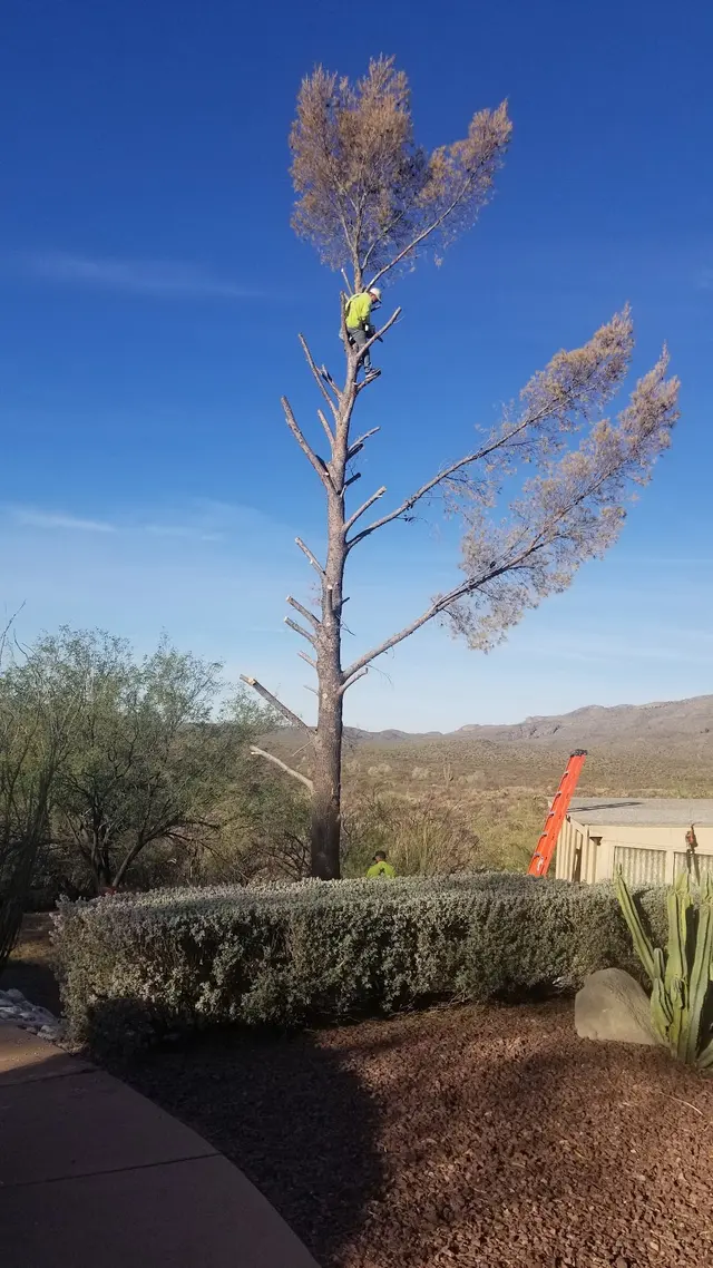 Q&T Tree Services — customer photo 3
