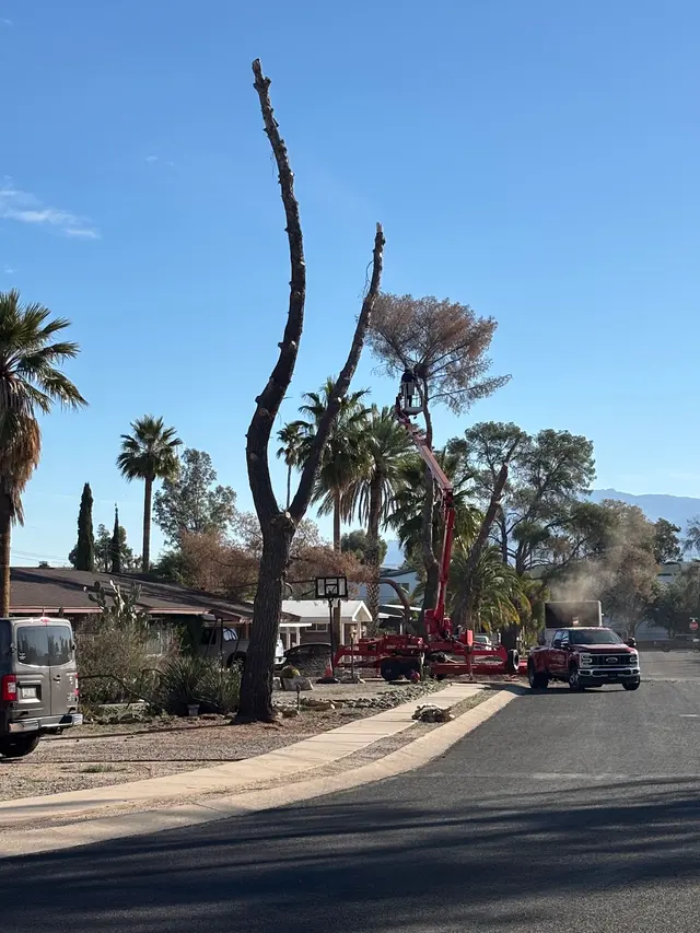 Q&T Tree Services — customer photo 7