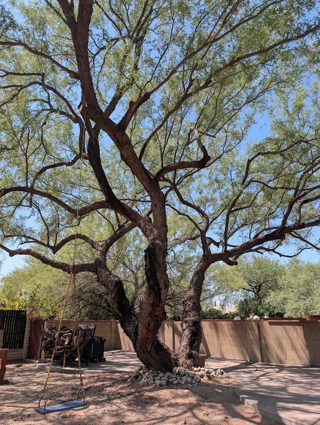 Q&T Tree Services — customer photo 6