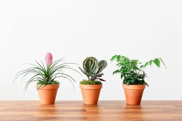 REVEL- plants, flowers & goods — photo from the business 4