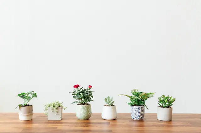 REVEL- plants, flowers & goods — photo from the business 6
