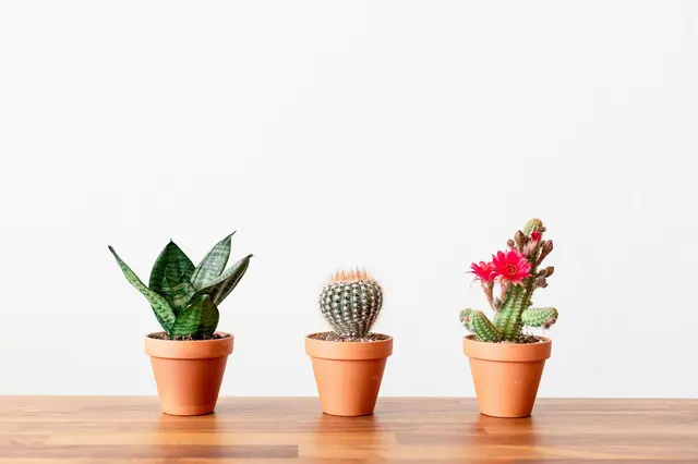 REVEL- plants, flowers & goods — photo from the business 8