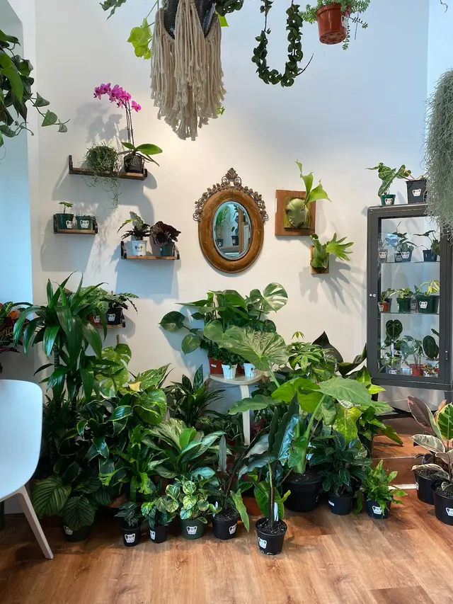 The Plant Lady SF — customer photo 3
