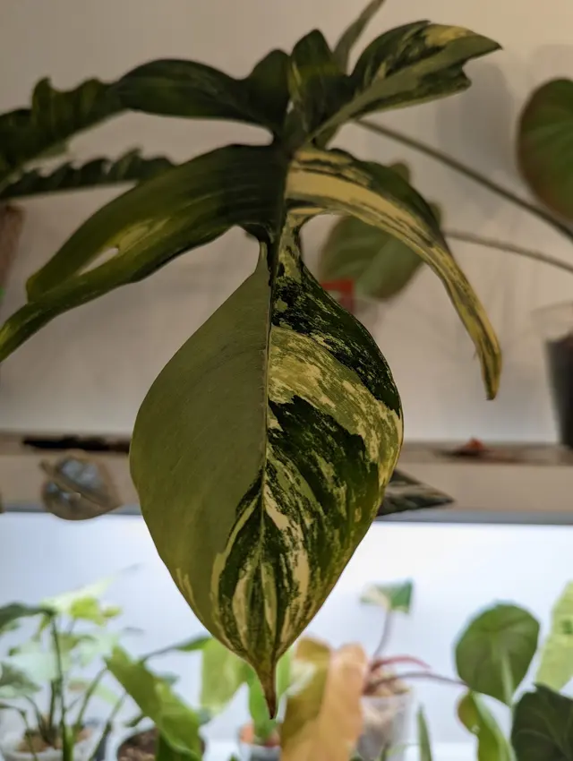 The Plant Lady SF — customer photo 10