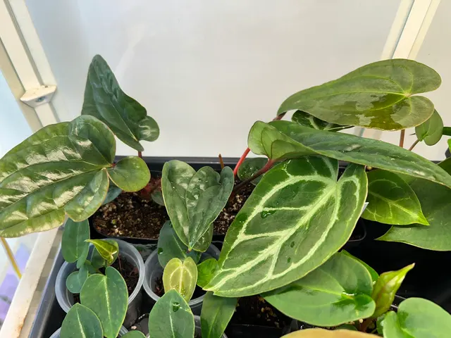 The Plant Lady SF — customer photo 4