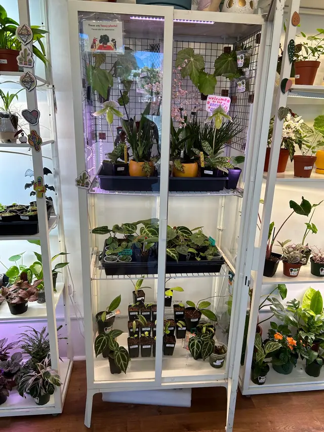 The Plant Lady SF — customer photo 5