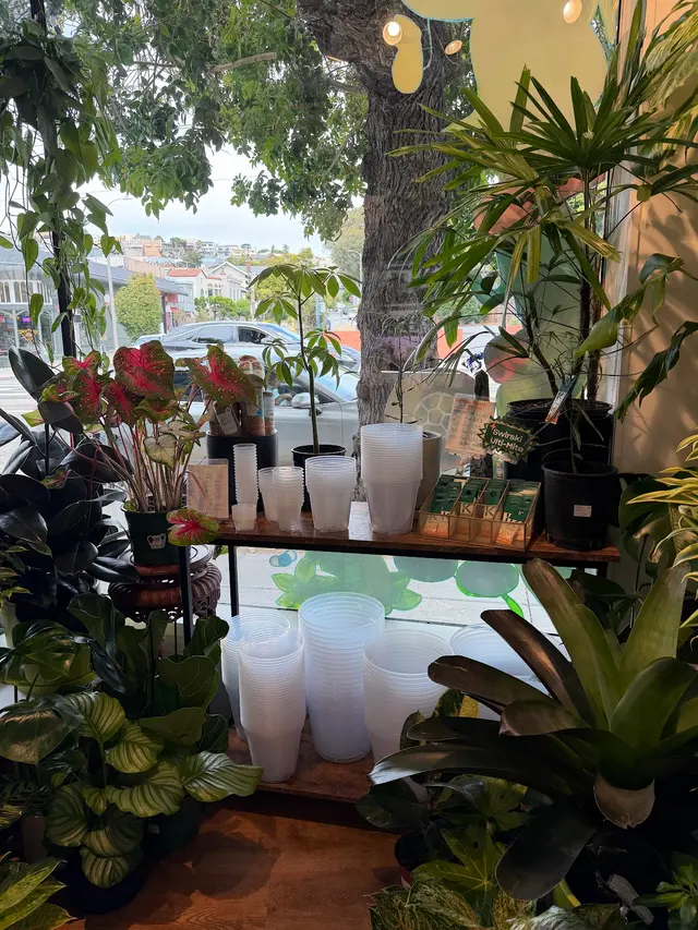 The Plant Lady SF — customer photo 11