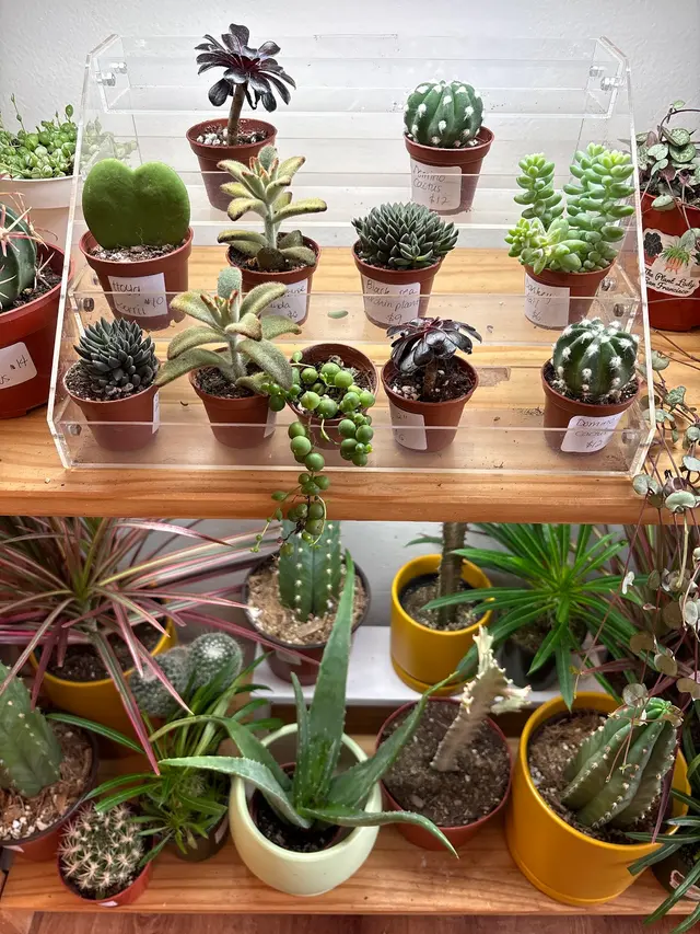 The Plant Lady SF — customer photo 12