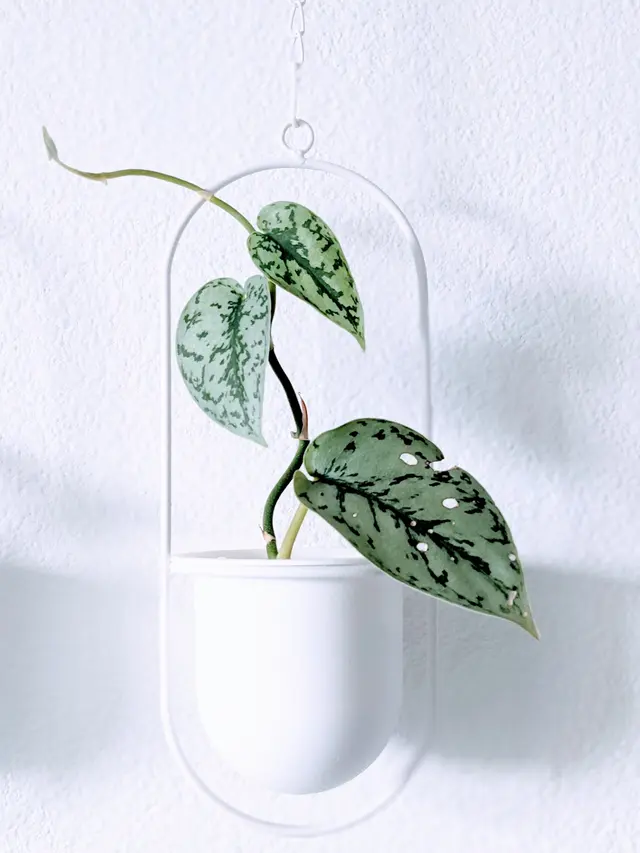 The Plant Lady SF — customer photo 9
