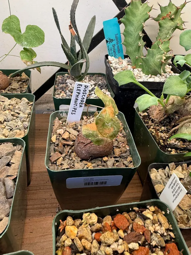 Cloud-Hidden Plants — customer photo 7