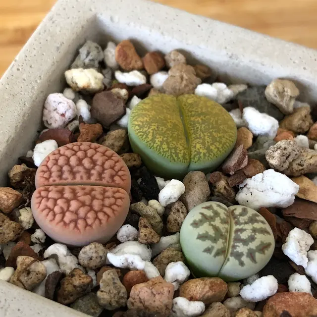 Cloud-Hidden Plants — photo from the business 9