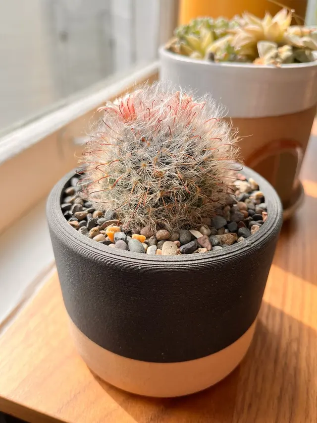 Customer photo of work by Cloud-Hidden Plants, from Gillian Seymour's review