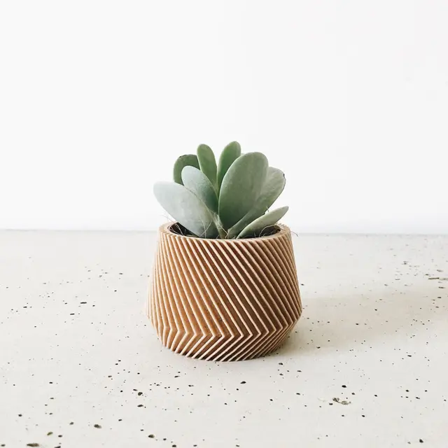 Cloud-Hidden Plants — photo from the business 5