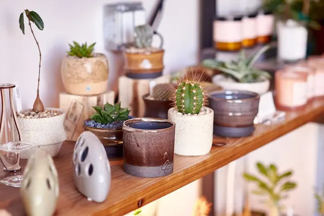 Cloud-Hidden Plants — photo from the business 6