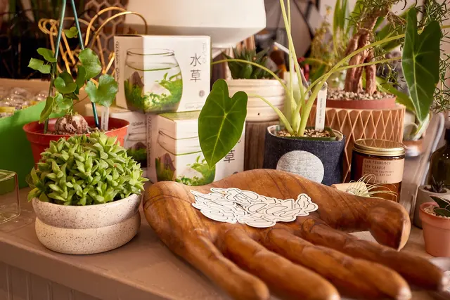 Cloud-Hidden Plants — photo from the business 10