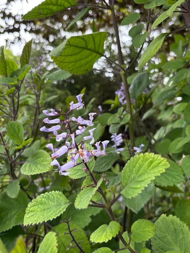 San Francisco Botanical Garden — customer photo 5