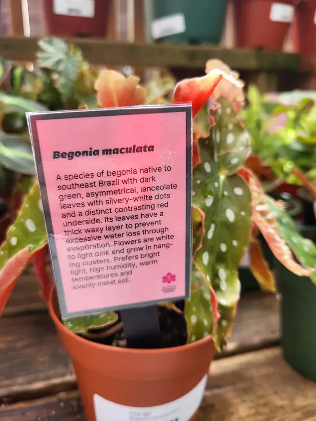 Customer photo of work by San Francisco Botanical Garden, from Joe Pro's review