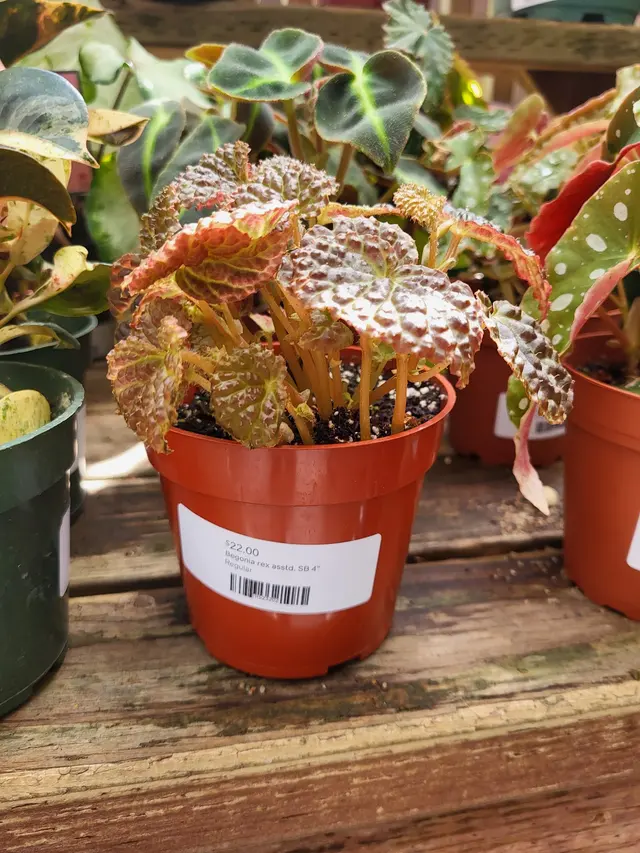 Customer photo of work by San Francisco Botanical Garden, from Joe Pro's review