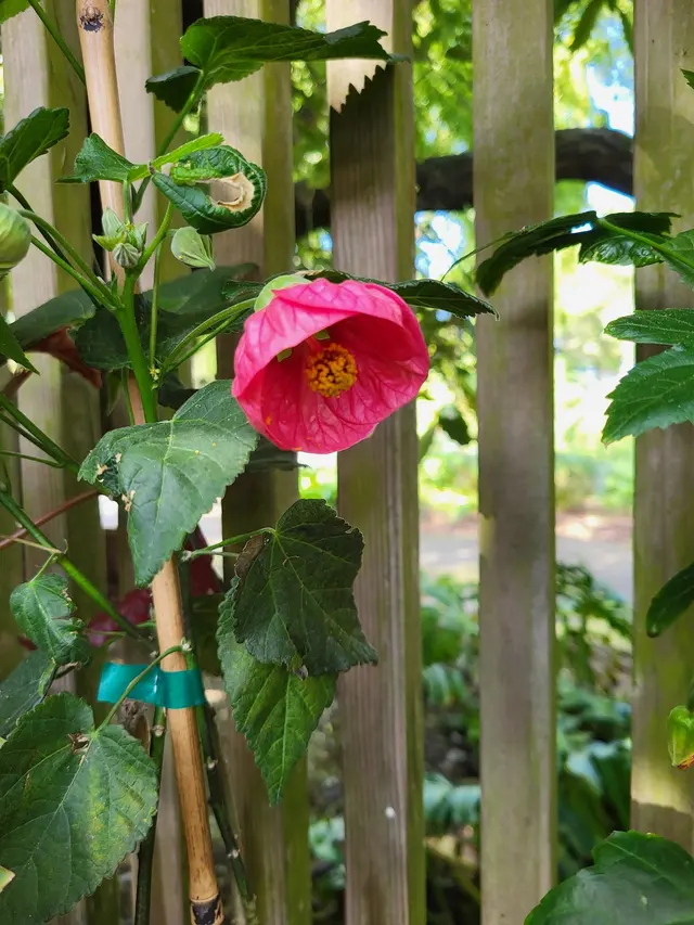 Customer photo of work by San Francisco Botanical Garden, from Joe Pro's review