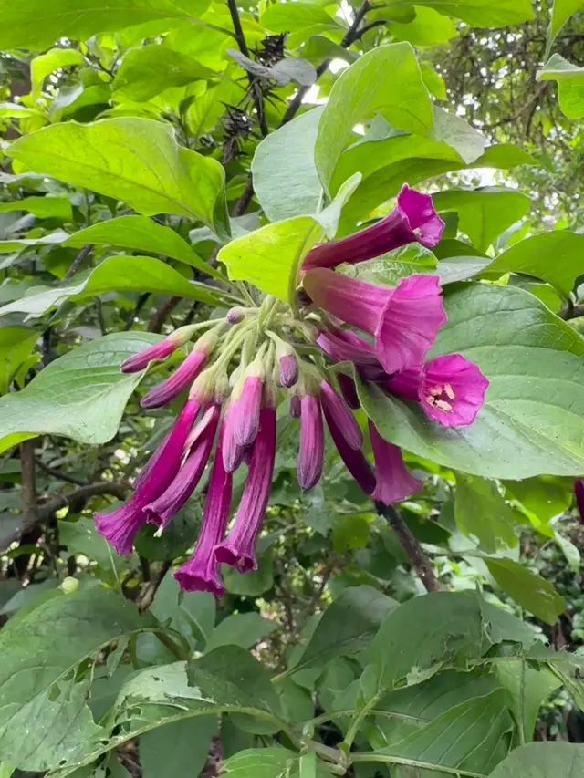 San Francisco Botanical Garden — customer photo 2