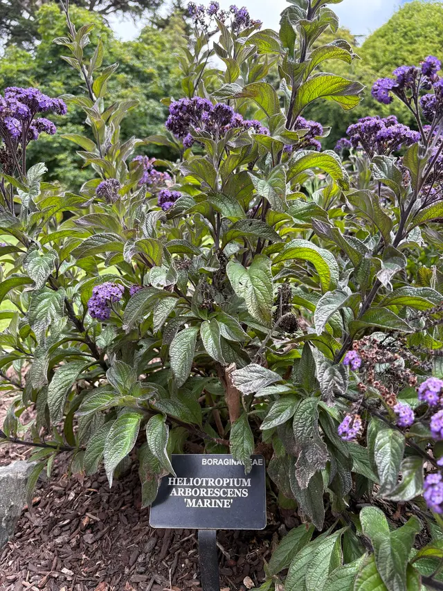 San Francisco Botanical Garden — customer photo 8