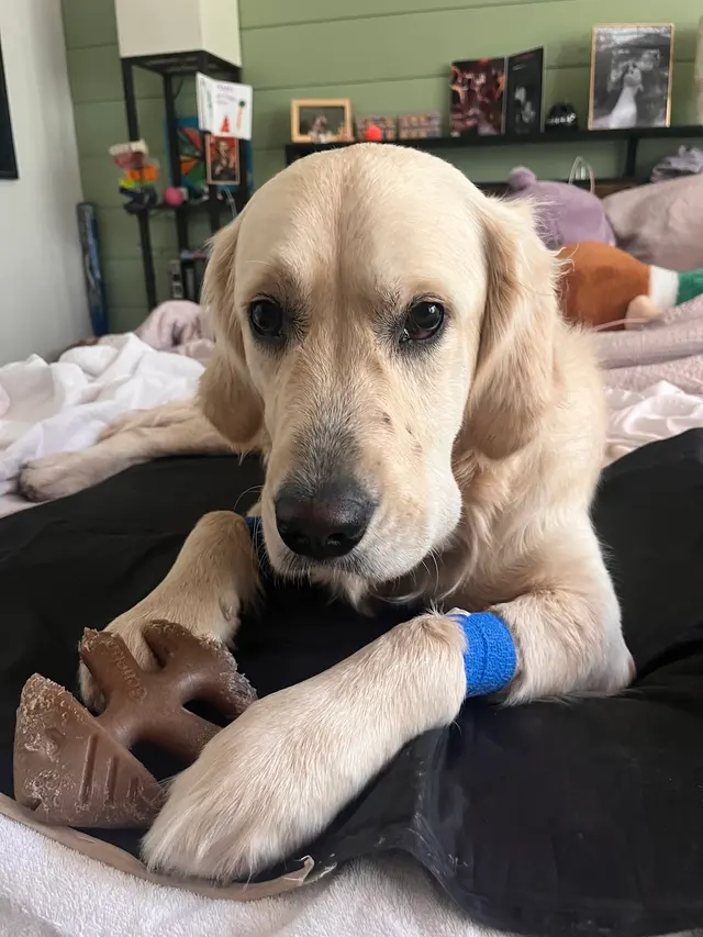 Highland Park Pet Hospital — customer photo 3