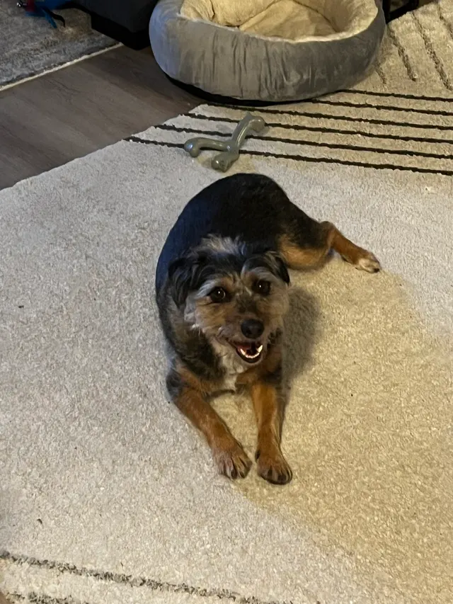 Highland Park Pet Hospital — customer photo 7