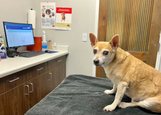 Highland Park Pet Hospital — customer photo 1