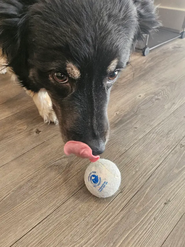 Highland Park Pet Hospital — customer photo 12