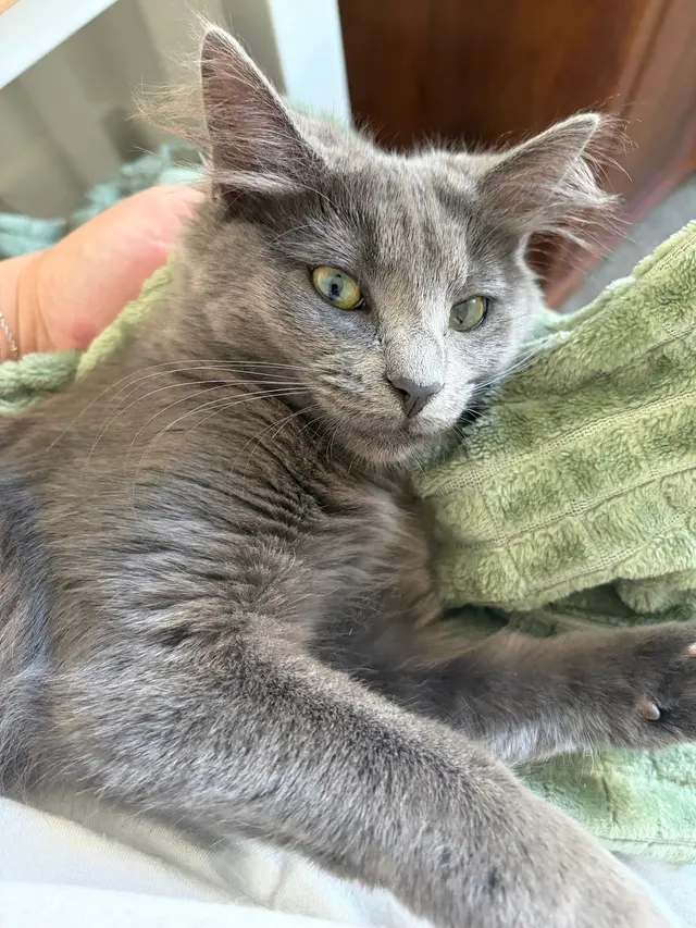 Highland Park Pet Hospital — customer photo 2