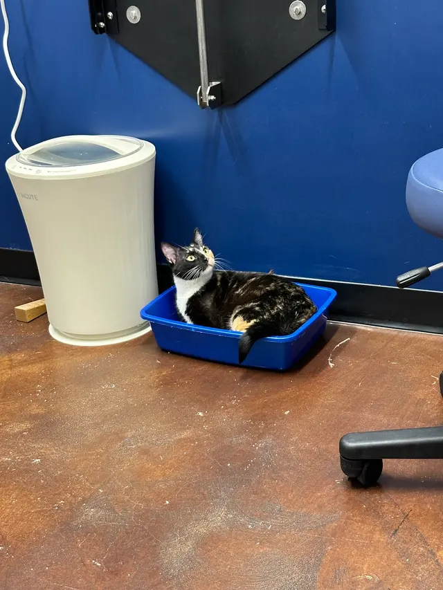 Highland Park Pet Hospital — customer photo 11