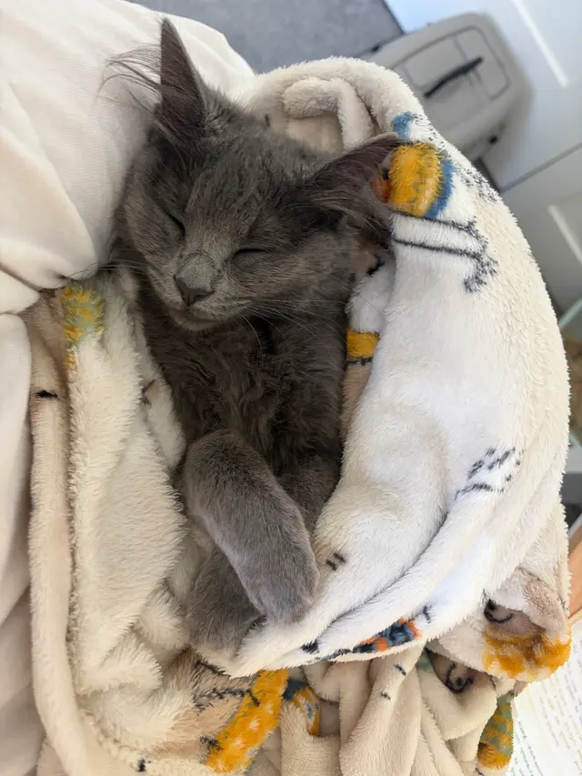 Highland Park Pet Hospital — customer photo 6
