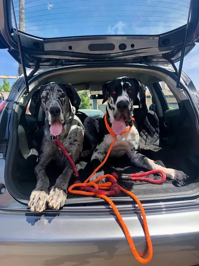 Highland Park Pet Hospital — photo from the business 8