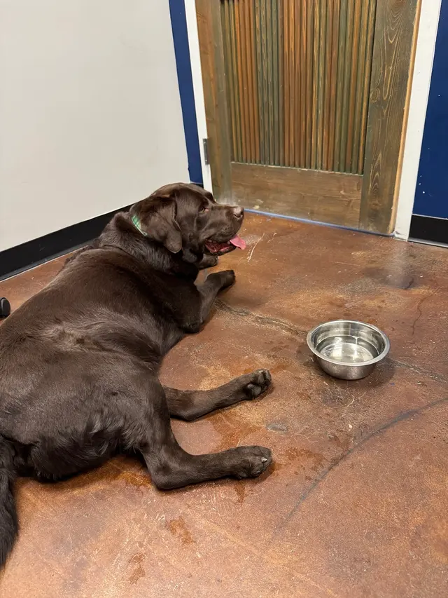 Highland Park Pet Hospital — customer photo 5