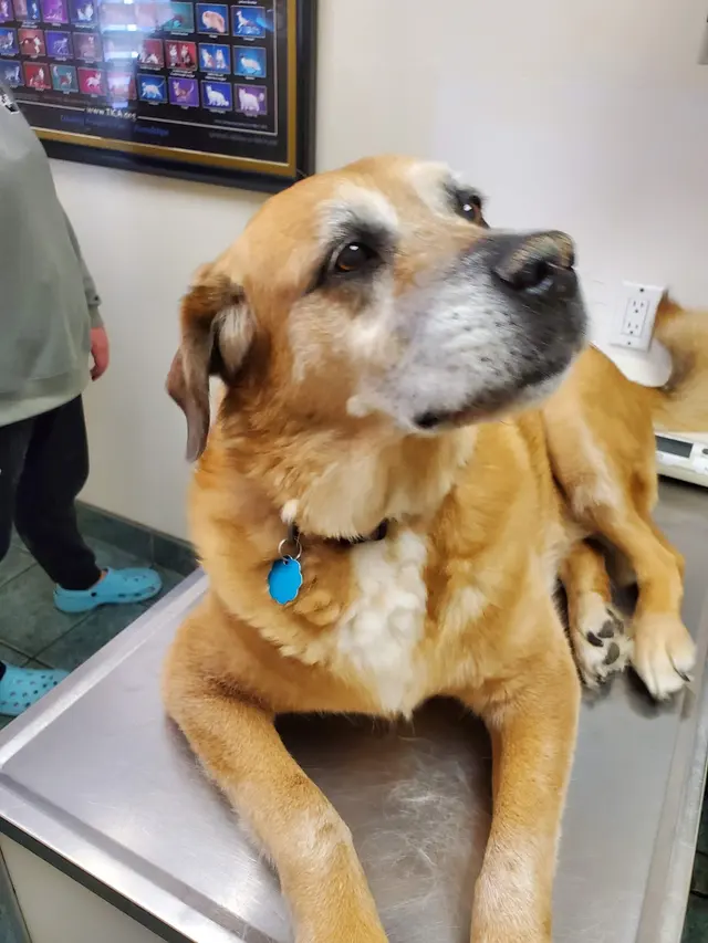 West Lake Animal Hospital — customer photo 4